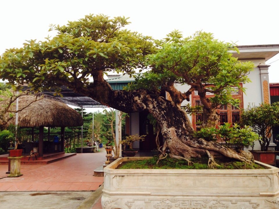 Cách chăm sóc cây Lộc Vừng bonsai chuẩn để cây luôn xanh tốt - Công Ty TNHH Cây Xanh Bình Dương